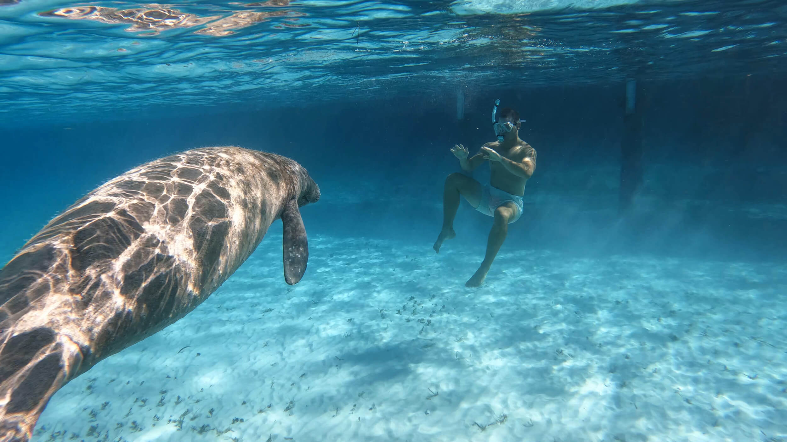Snorkeler and a manatee encounter near The Abaco Club