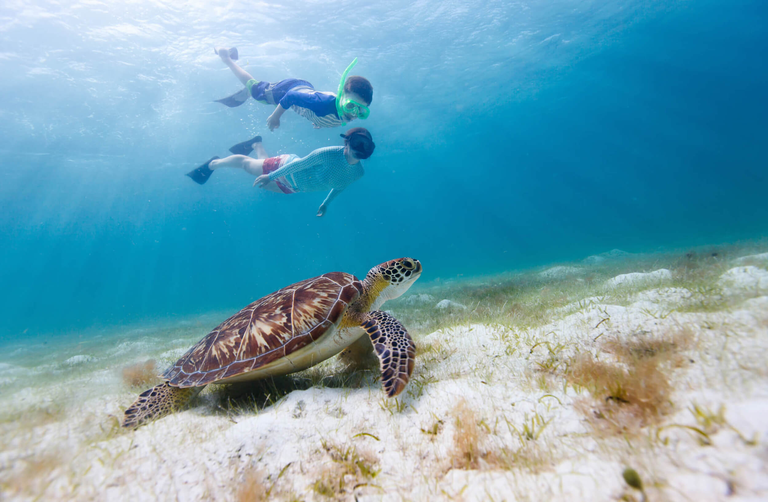 Sea turtle swimming near The Abaco Club