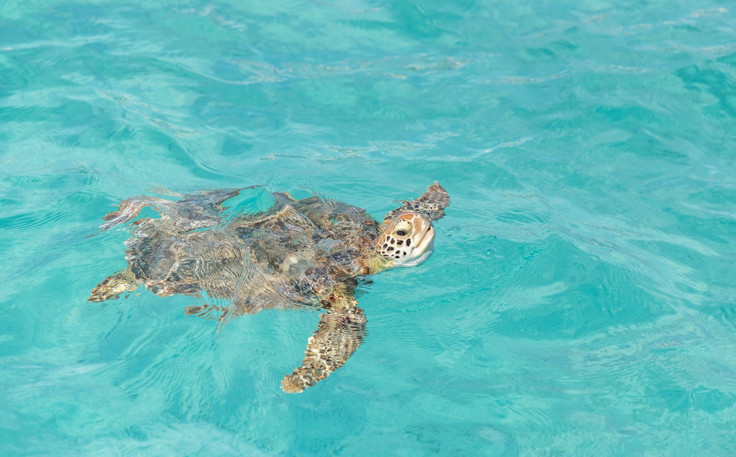 Tranquil sea turtle swimming in the crystal-clear waters near The Abaco Club