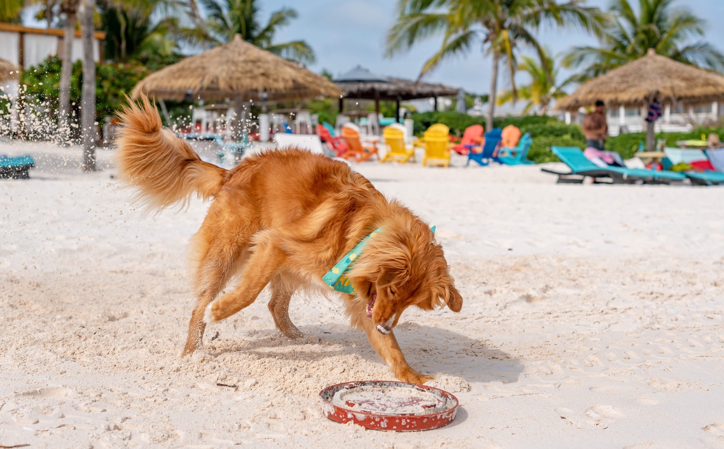Golden retriever playing on the beach at The Abaco Club
