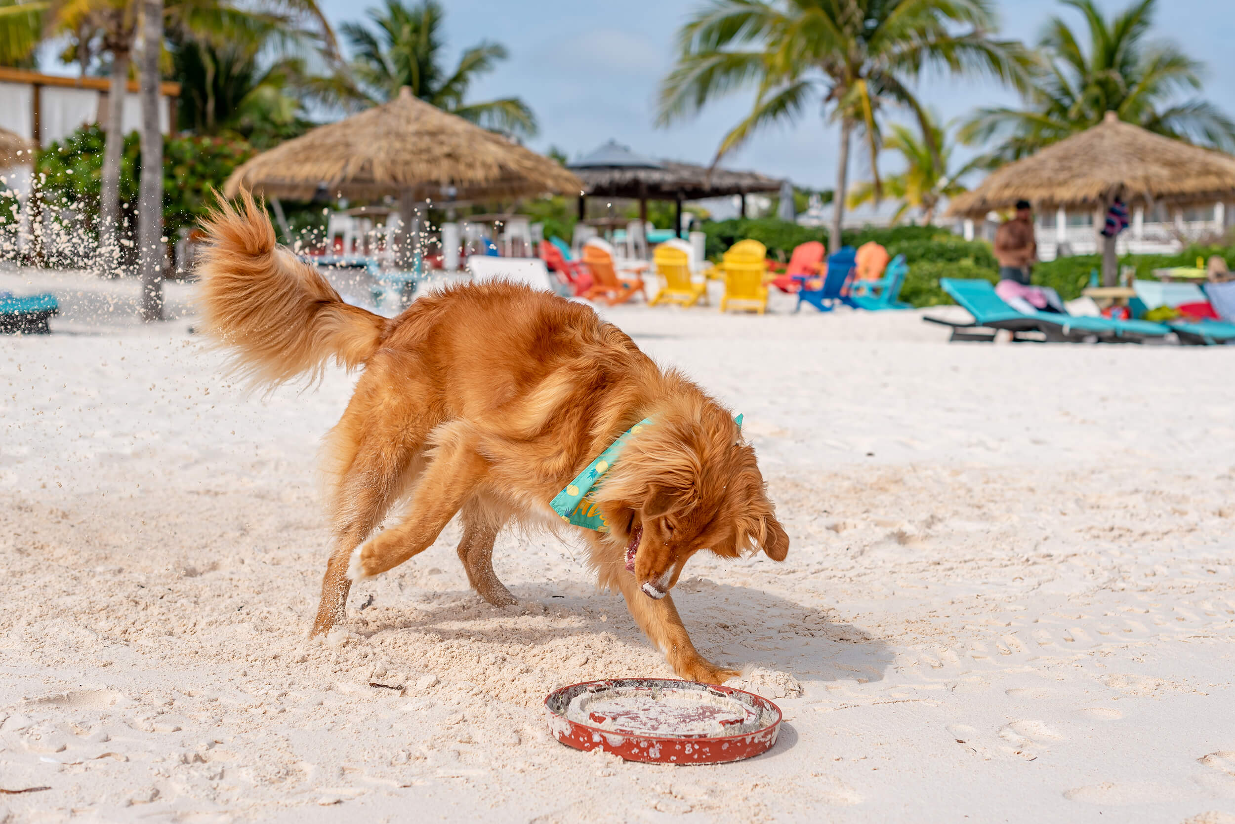 Golden retriever playing on the beach at The Abaco Club